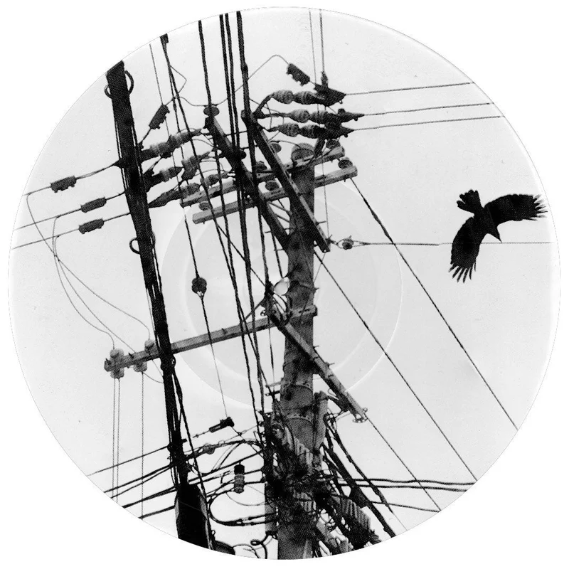 #89 Bird Flying Wire - Record For Your Wall #89
