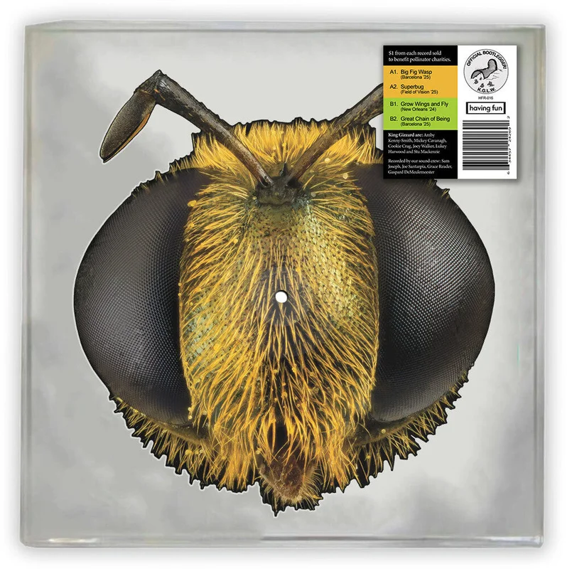 King Gizzard & The Lizard Wizard - Big Fig Wasp