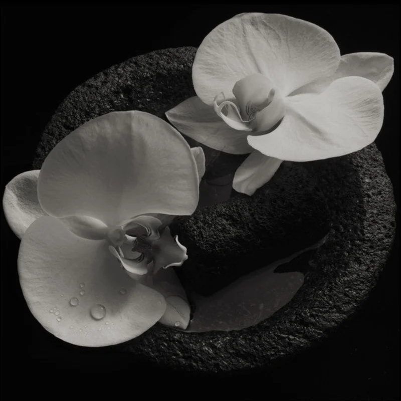 Mike Patton, Jean-Claude Vannier Corpse Flower