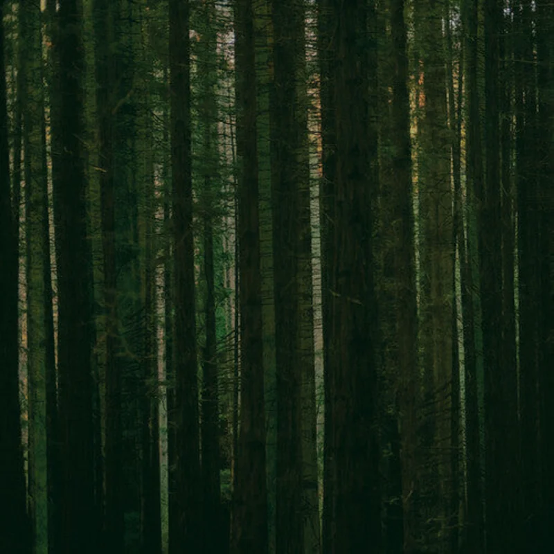 Paper Kites - Evergreen