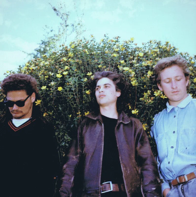Stephen | Radar Of Small Dogs (New)
