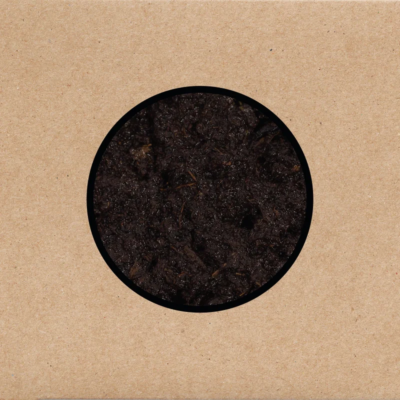 Swans - Birthing
