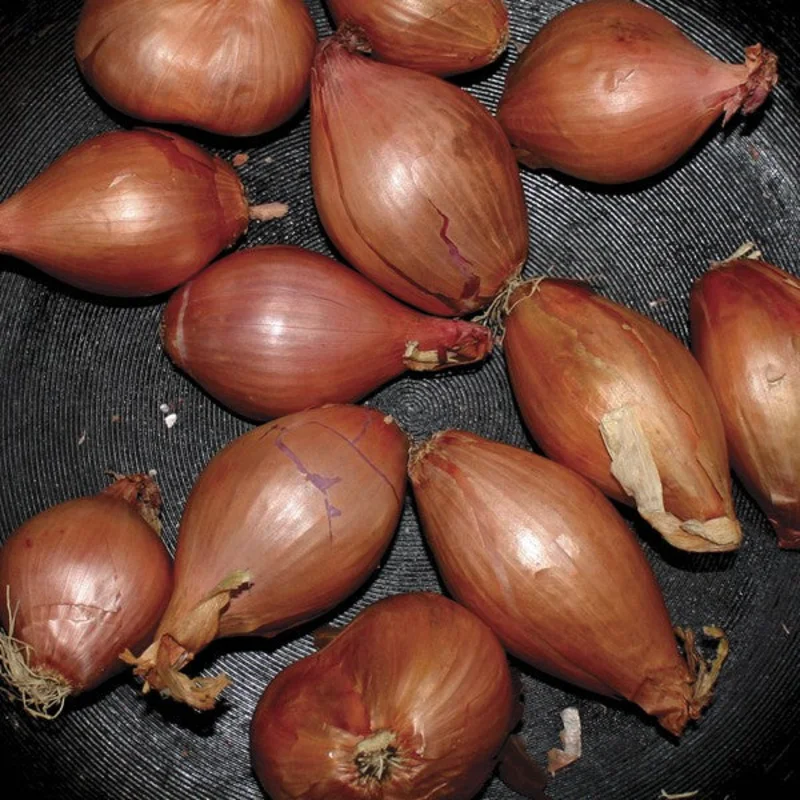 Ty Segall | Fried Shallots (New)